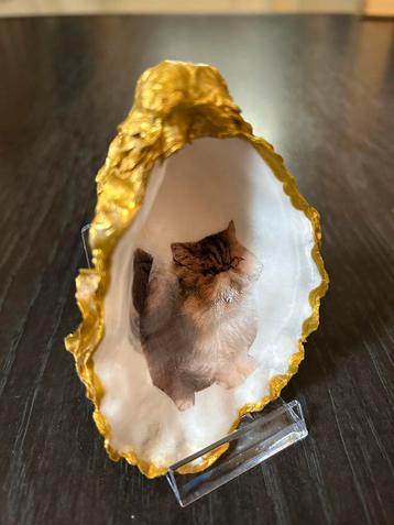 Katten poezen poes kat je eigen huisdier in een oester 