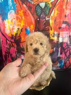 Dwerg poedel pups champagne kleur/ Abrikoos🧡, Dieren en Toebehoren, Honden | Chihuahua's en Gezelschapshonden, Poedel, 8 tot 15 weken