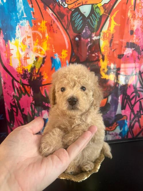 Dwerg poedel pups champagne kleur/ Abrikoos🧡, Dieren en Toebehoren, Honden | Chihuahua's en Gezelschapshonden, Meerdere dieren