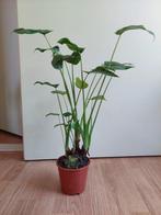 Alocasia Cucullata (op stam) - Olifantsoor H: 60 cm., Ophalen, Overige soorten, Halfschaduw, Minder dan 100 cm