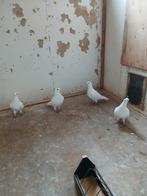 Duiven, Meerdere dieren, Postduif