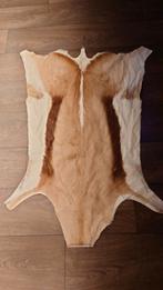 Springbok vel /huid, Verzamelen, Dierenverzamelingen, Ophalen, Zo goed als nieuw, Paard, Overige typen