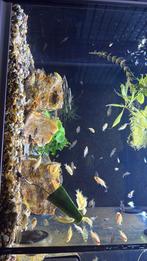 Malawi chiclides, Dieren en Toebehoren, Vis