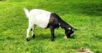 Dwerggeitje zonder hoorns, Dieren en Toebehoren, Vrouwelijk, Geit