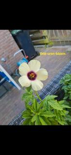 3-urenbloem, Ophalen, Zomer, Halfschaduw