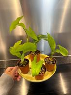Syngonium Mottled Mojito, Huis en Inrichting, Kamerplanten, Ophalen of Verzenden, Overige soorten, In pot, Minder dan 100 cm