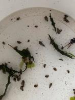 Knobbelhoren slakken, Dieren en Toebehoren, Vissen | Aquariumvissen, Slak of Weekdier