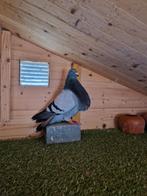 Jiennense kroppers te koop, Dieren en Toebehoren, Vogels | Duiven, Meerdere dieren