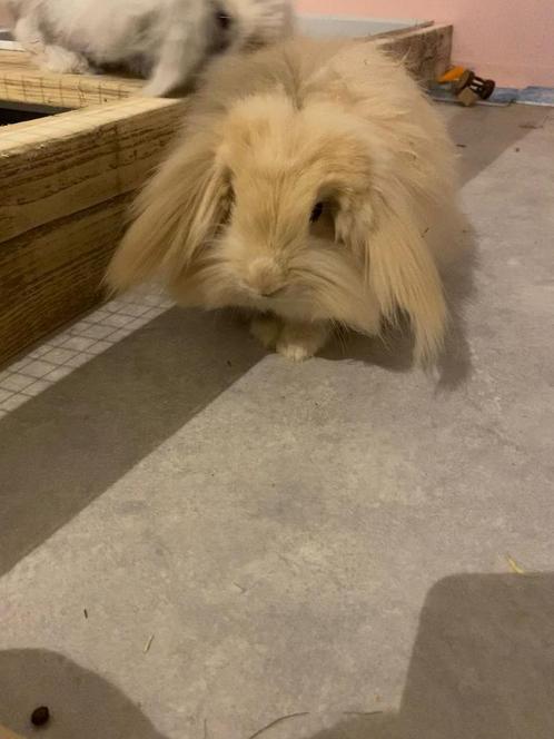 Teddy Konijnen, Dieren en Toebehoren, Konijnen, Meerdere dieren