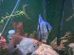 2x volwassen maanvis, Dieren en Toebehoren