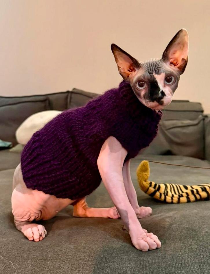 Warme trui Kattenkleding Handmade Sphynx kat kitten poes Rex, Dieren en Toebehoren, Katten-accessoires, Nieuw, Ophalen of Verzenden