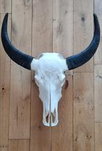Echte Buffel Schedel, Verzamelen, Dierenverzamelingen, Ophalen of Verzenden, Zo goed als nieuw, Schedel