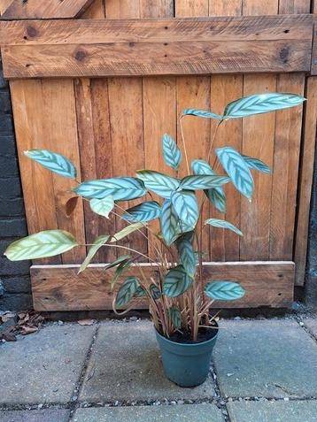 Calathea kamerplant zoekt nieuw thuis :) beschikbaar voor biedingen