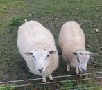 Schaap schapen ram rammen dekram ras en maat, Dieren en Toebehoren, Mannelijk, Schaap