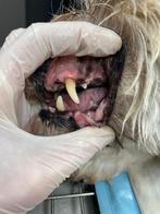 Gebit reinigen, polijsten en extractie hond en kat, Ophalen of Verzenden