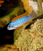 Labeotropheus Trewavasae zimbawe rock ( malawi cichlide), Dieren en Toebehoren, Vissen | Aquariumvissen, Vis