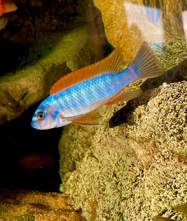 Labeotropheus Trewavasae zimbawe rock ( malawi cichlide), Dieren en Toebehoren, Vissen | Aquariumvissen, Vis