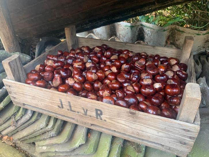 Verse Kastanjes in Houten Kist, Dieren en Toebehoren, Dierenvoeding, Vee, Ophalen