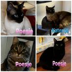 Vier prachtige poezenbeesten van 15 maanden oud., Dieren en Toebehoren, Katten en Kittens | Overige Katten, Meerdere dieren, 0 tot 2 jaar