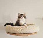 Selkirk Rex X Perzisch Kittens, Dieren en Toebehoren, Katten en Kittens | Raskatten | Langhaar, Meerdere dieren, Ontwormd