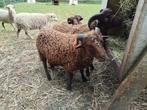 5 x ouessantschaap ram., Dieren en Toebehoren, Mannelijk, Schaap, 0 tot 2 jaar