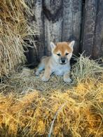 Belgische Shiba-inu pupjes te koop, Dieren en Toebehoren, Honden | Poolhonden, Keeshonden en Oertypen, België, Overige rassen