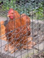 Cochin Krielhaan, Dieren en Toebehoren, Mannelijk, Kip