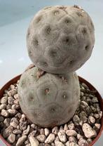 Tephrocactus Geometricus, Huis en Inrichting, Kamerplanten, Cactus, Minder dan 100 cm, Ophalen of Verzenden