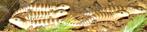 Tiliqua scincoides Chimaera Baby's, Dieren en Toebehoren, Hagedis, 0 tot 2 jaar