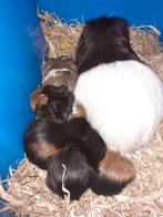 Baby cavia's, Dieren en Toebehoren, Knaagdieren, Cavia, November, Meerdere dieren, Tam