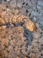 Pachydactylus turneri, Dieren en Toebehoren, Hagedis, 3 tot 6 jaar