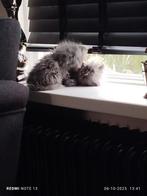 Perzische kitten, Poes, 0 tot 2 jaar