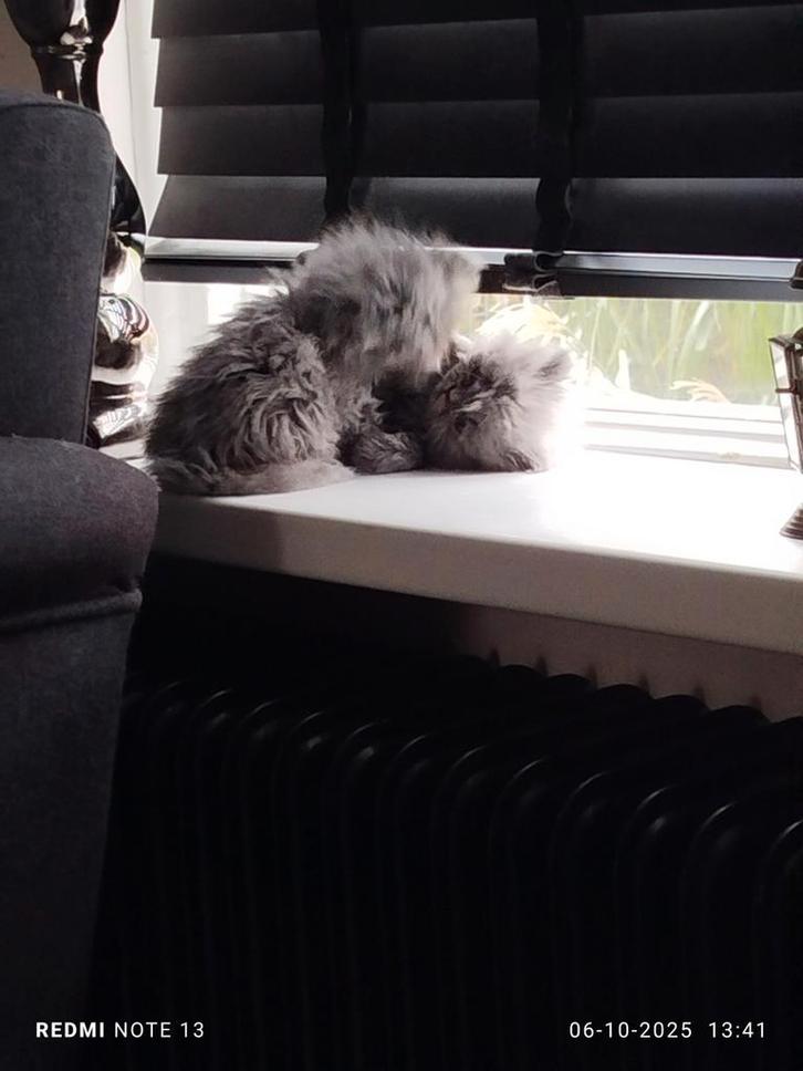 Perzische kitten, Dieren en Toebehoren, Katten en Kittens | Raskatten | Langhaar, Poes, 0 tot 2 jaar