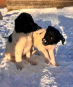 Lieve Friese Stabij Pups / Puppy - teefjes en reutjes, 8 tot 15 weken, CDV (hondenziekte), Meerdere, Meerdere dieren