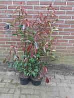 Photinia red robin | Taxus | Siergras | coniferen, Ophalen, Taxus, Haag, Minder dan 100 cm