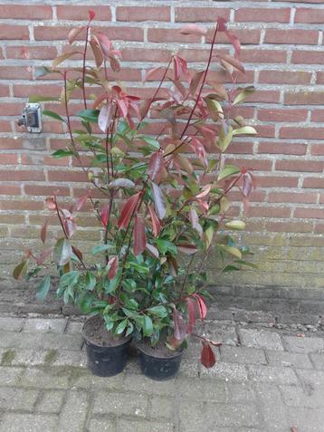 Photinia red robin | Taxus | Siergras | coniferen  beschikbaar voor biedingen