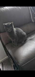 Grijze ex kater, Dieren en Toebehoren, Katten en Kittens | Overige Katten, Kater