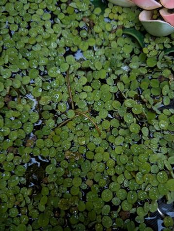 Drijfplantjes beschikbaar voor biedingen