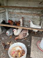 Wyandotte kriel, Dieren en Toebehoren, Pluimvee, Vrouwelijk, Kip