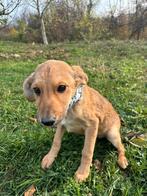 Mario – klein ventje met een groot hart, Dieren en Toebehoren, Honden | Niet-rashonden, Particulier, Rabiës (hondsdolheid), 15 weken tot 1 jaar