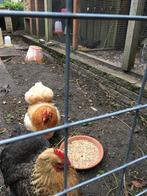 Pensioenplekje gezocht Cochin krieltje, Dieren en Toebehoren, Pluimvee, Vrouwelijk, Kip