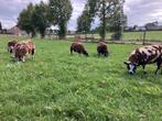 Bonte ooien te koop, Dieren en Toebehoren, Schapen, Geiten en Varkens, Vrouwelijk, Schaap
