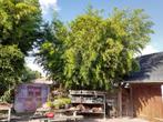 GRATIS OPHALEN .Bamboe.  Bamboe stengels. ( zonder wortel )., Tuin en Terras, Ophalen, Bloeit niet, Overige soorten, Halfschaduw