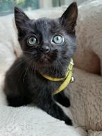 Kittens te koop, Dieren en Toebehoren, Katten en Kittens | Raskatten | Korthaar, Meerdere dieren, Ontwormd