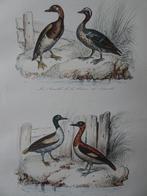 Litho kleur vogels wintertaling, Colin 1841, Verzenden