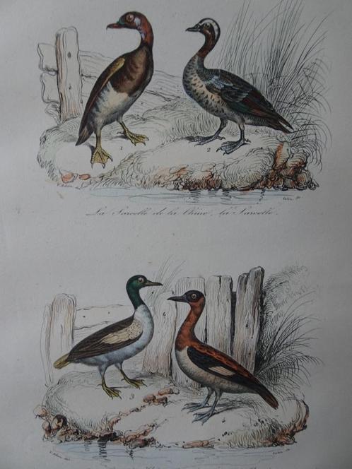 Litho kleur vogels wintertaling, Colin 1841, Antiek en Kunst, Kunst | Etsen en Gravures, Verzenden