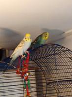 Volgens 111, Dieren en Toebehoren, Mannelijk, Parkiet