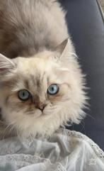 Lieve Britse langhaar kitten, Kater
