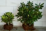 Rhododendrons, Tuin en Terras, Ophalen, Rhododendron, Haag, Minder dan 100 cm