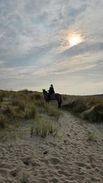 Stalling gezocht, Dieren en Toebehoren, Stalling en Weidegang